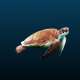 Sea Turtles