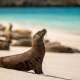 Sea Lions