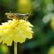 Grasshoppers