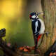 Woodpecker
