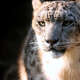 Snow Leopards