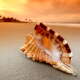 Sea Shell