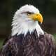 Bald Eagles