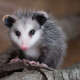 Opossum