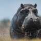 Hippopotamus