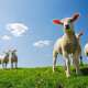Farm Animals