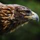 Eagles