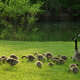 Goose