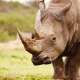 Rhino