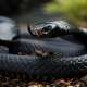Black Mamba (Snake)