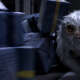 The Demiguise (Fantastic Beasts)