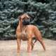 Bullmastiff