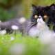 Persian Cats