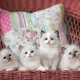 Ragdoll