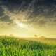 Grassland