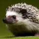 Hedgehogs