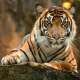 Tigers