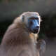 Baboon
