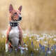 Basenji Dog