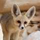 Fennec Fox