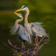Herons