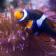 Sea Anemone