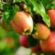Apple Trees