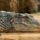 Crocodiles