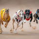 Dog Sports