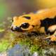 Salamander