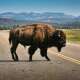 Buffalo (Animal)
