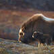 Ox