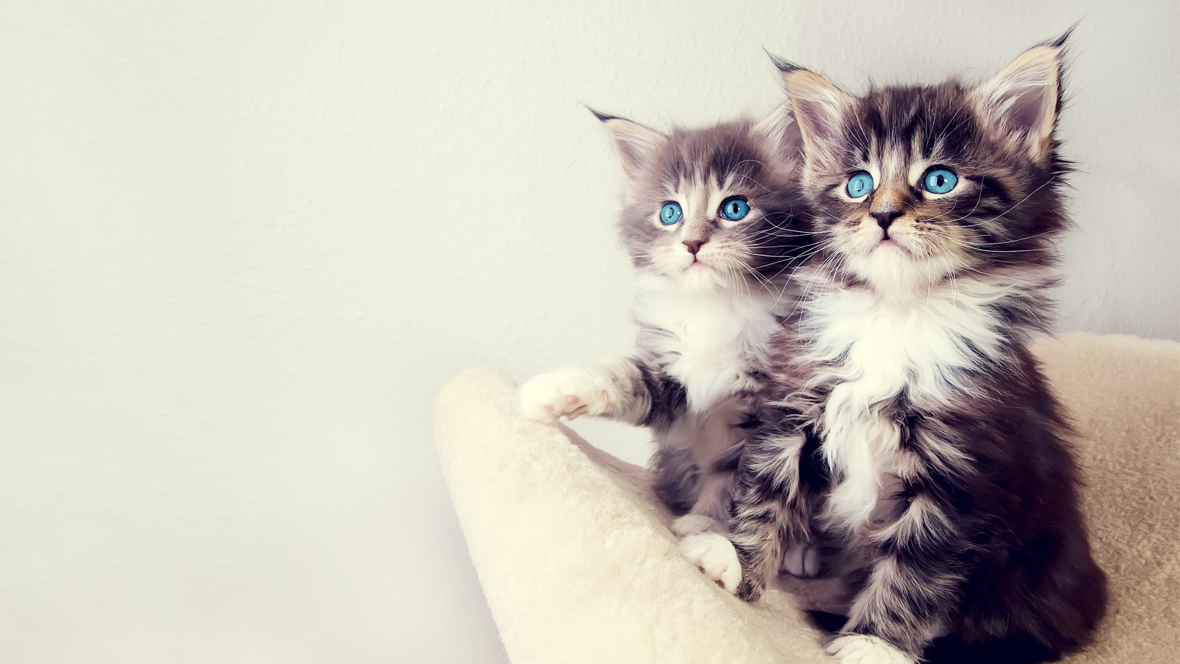 Pets wallpapers, Classic, Unique, 3840x2160 4K Desktop