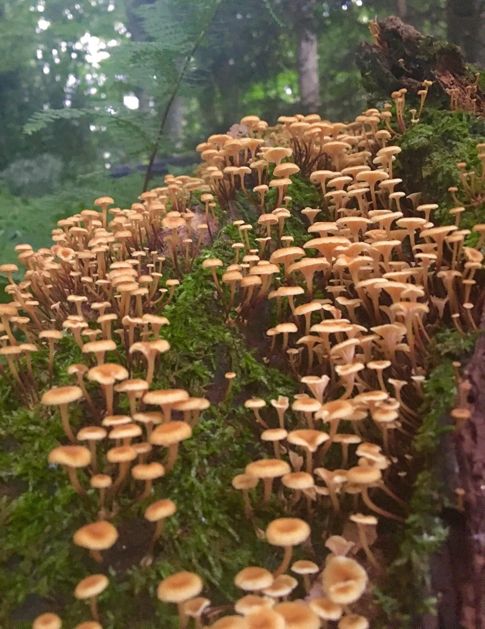 Xeromphalina campanella, Forest Mushrooms Wallpaper, 1580x2050 HD Phone