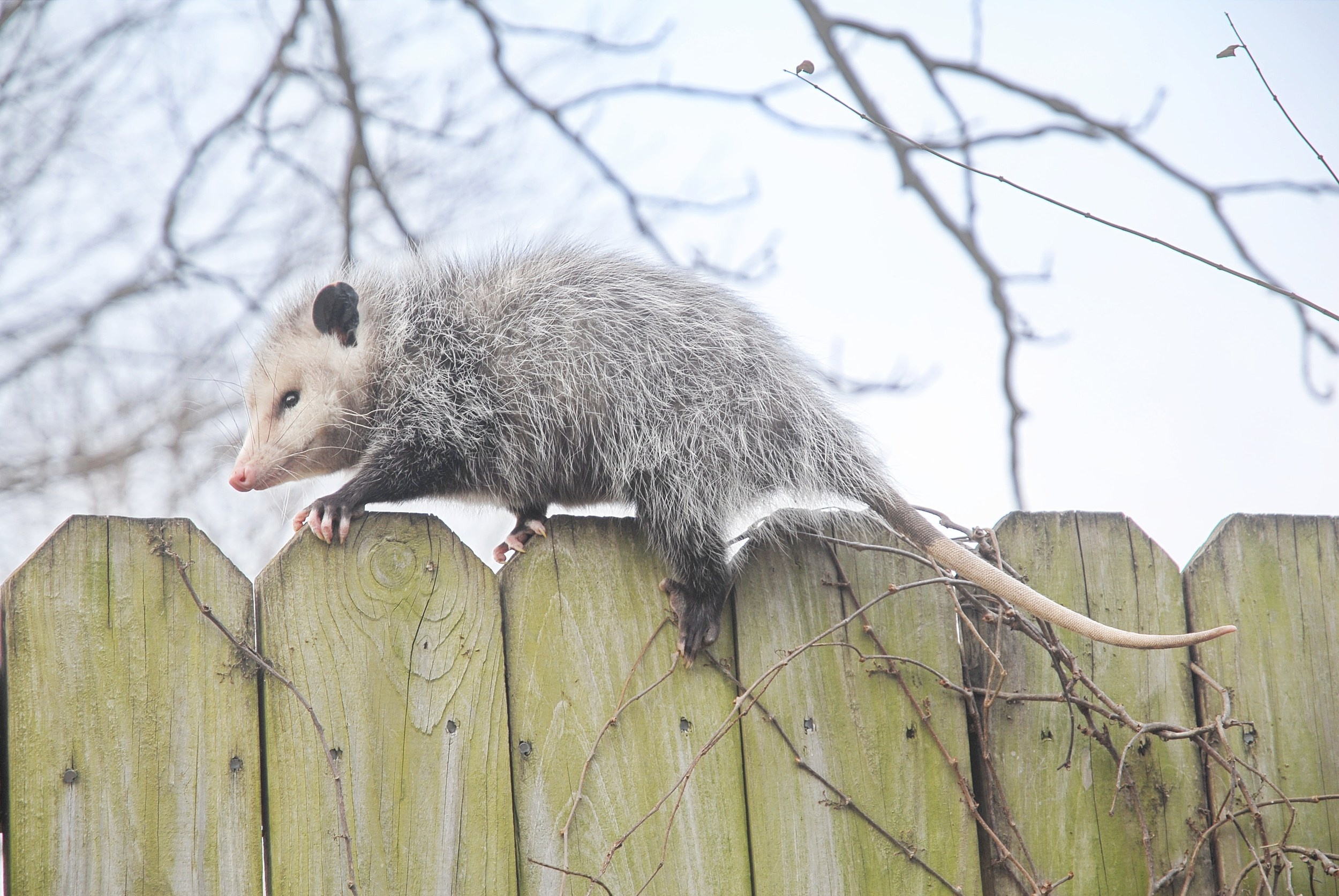 Shy opossum, Secret superhero abilities, Backyard wildlife, Nature's wonders, 2500x1680 HD Desktop