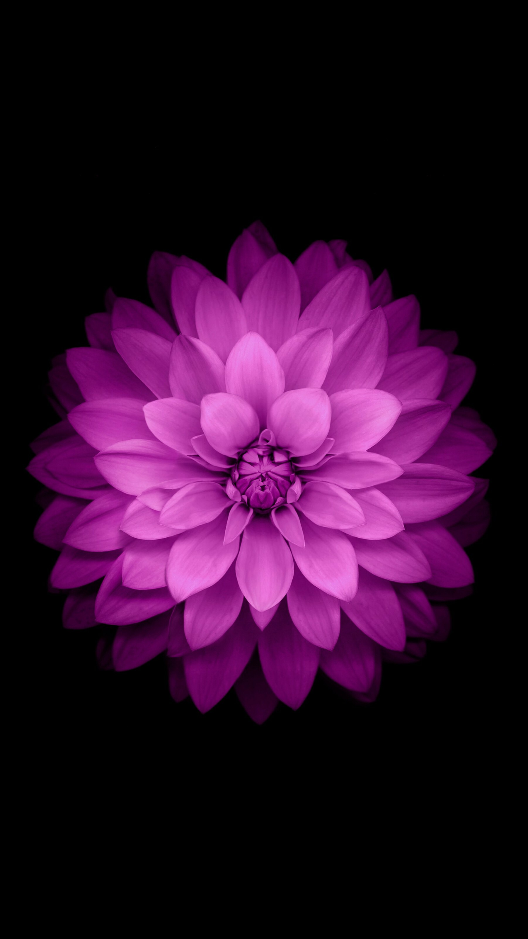 Chrysanthemums