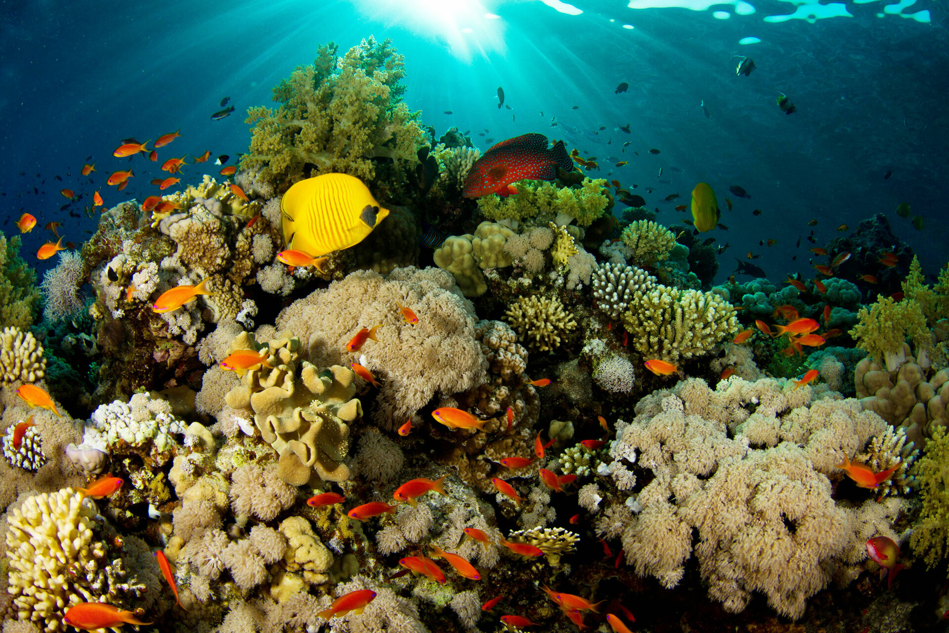 Underwater wallpapers, Desktop backgrounds, 1920x1280 HD Desktop