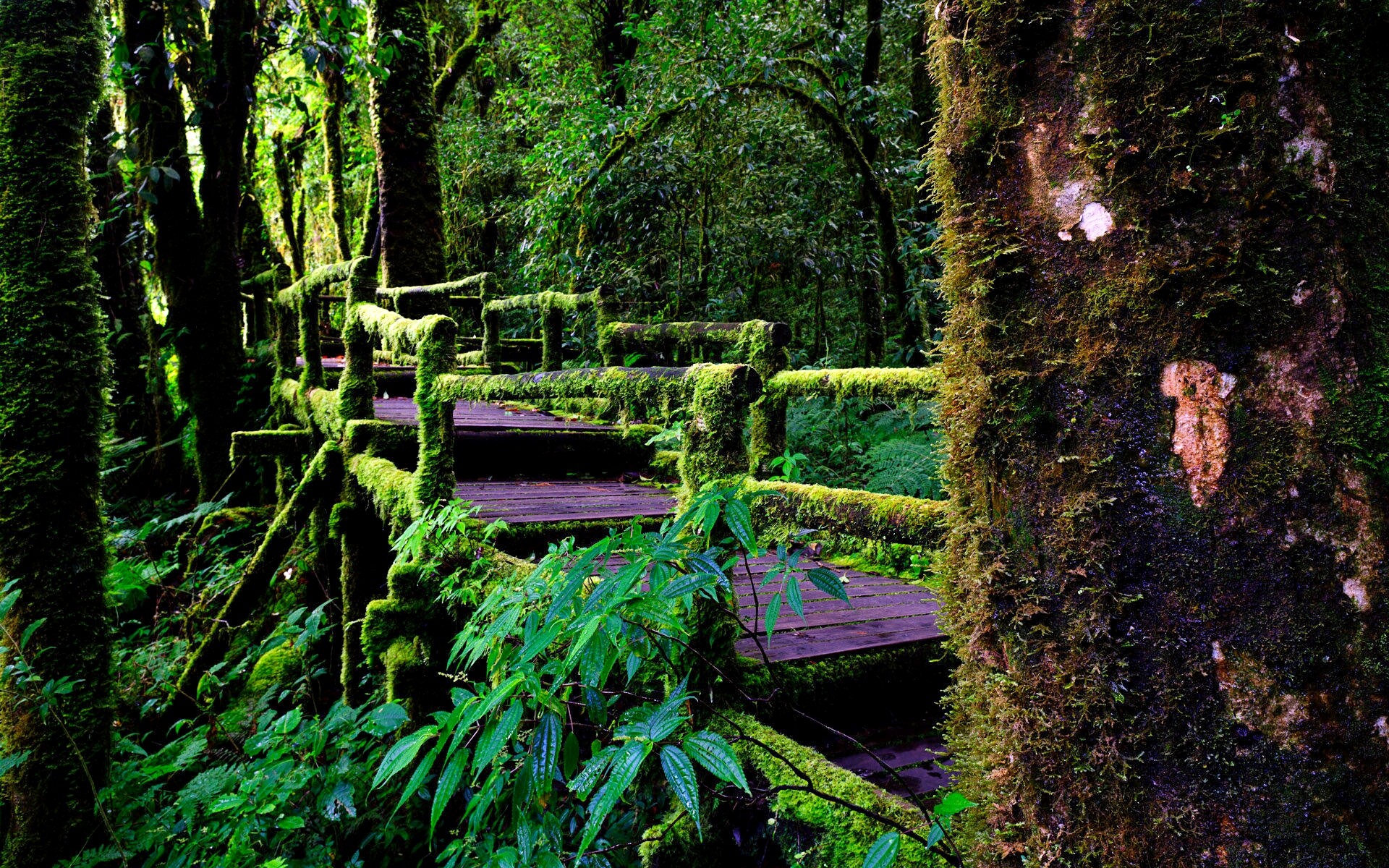 Free rainforest wallpapers, Nature's paradise, Desktop beauty, Serene wonders, 1920x1200 HD Desktop