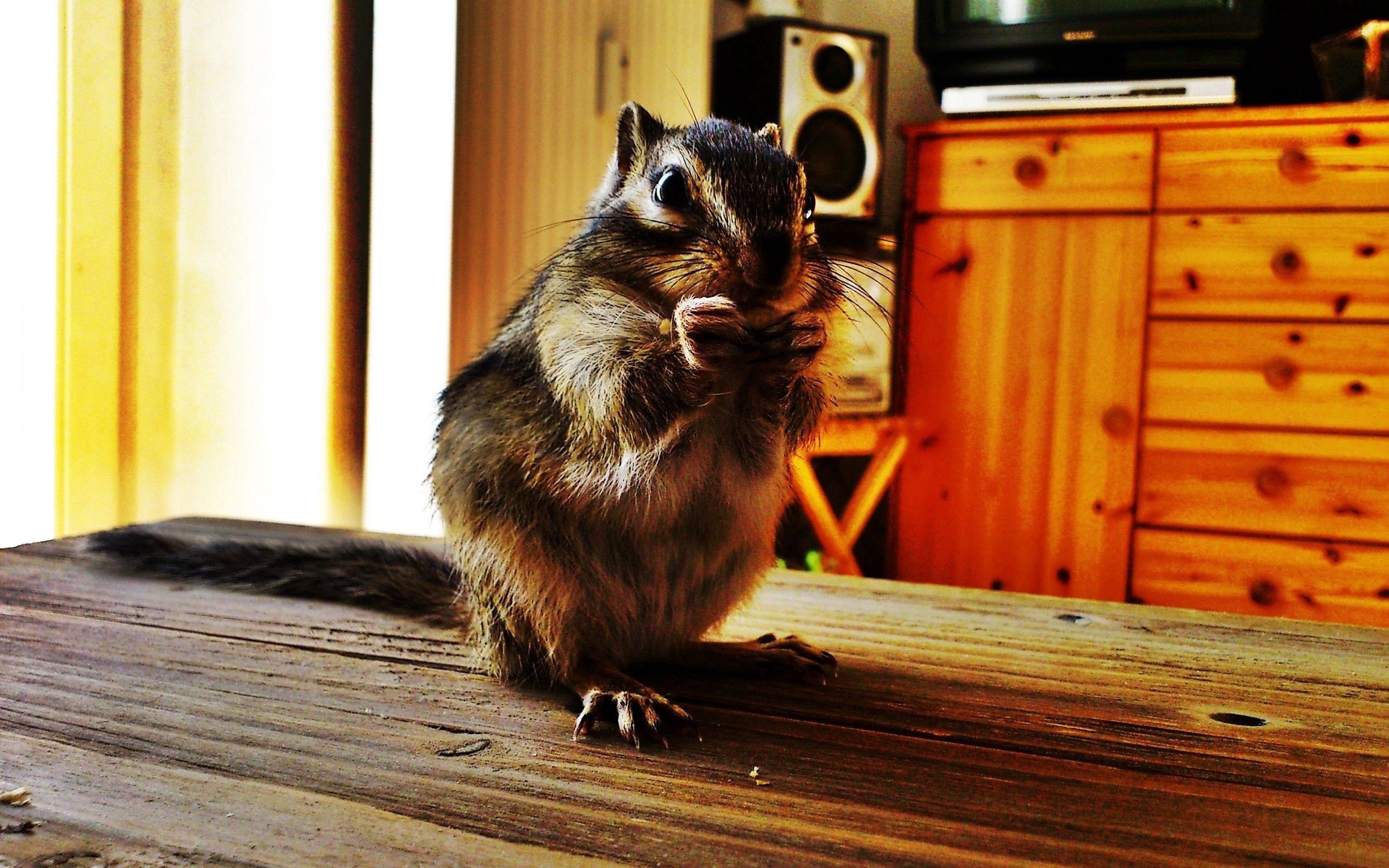Playful squirrel, Furry companion, Nature's acrobat, Tree climber, 2560x1600 HD Desktop