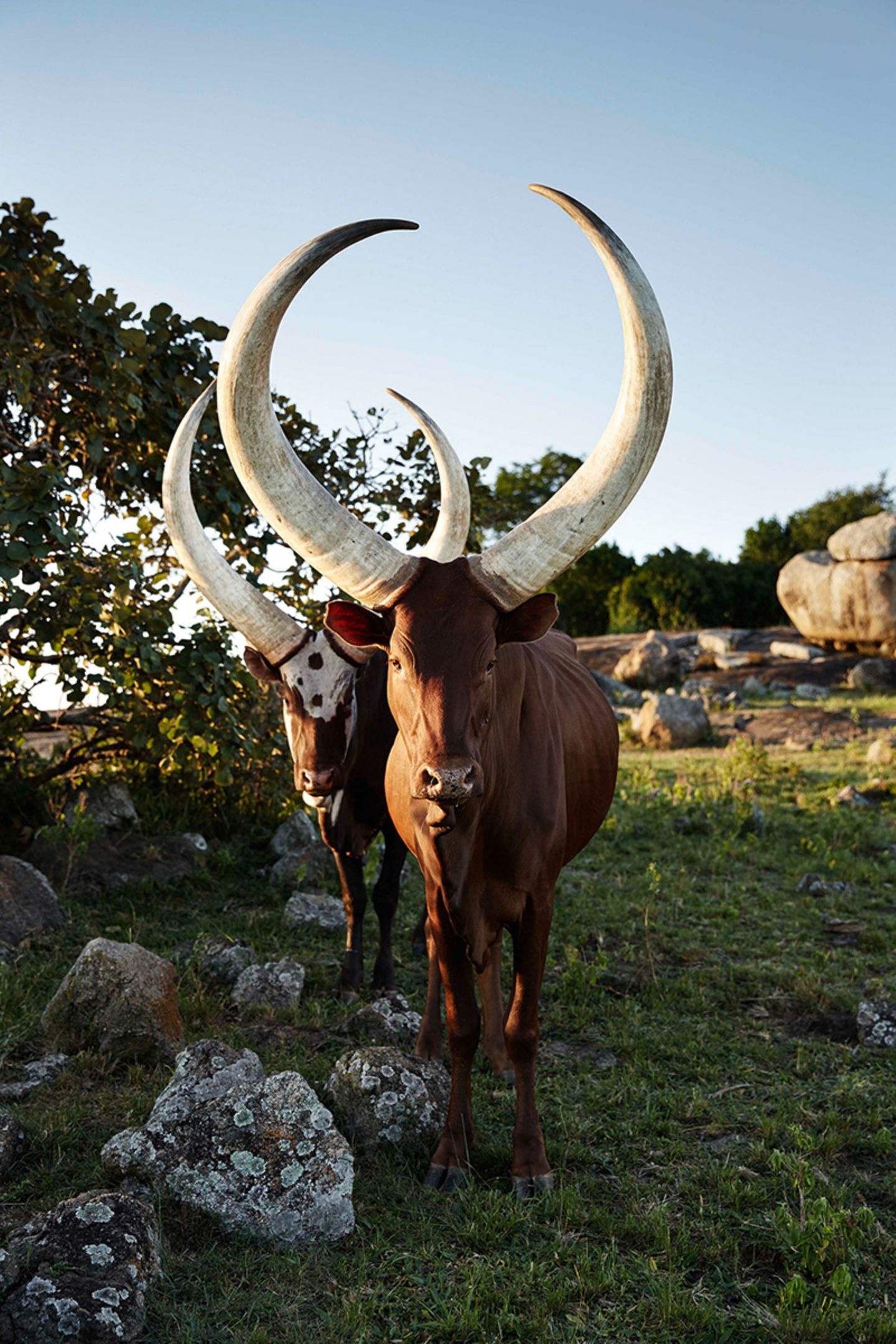 Uganda travels, Ankole region, Cultural heritage, Traditional customs, 1440x2160 HD Phone
