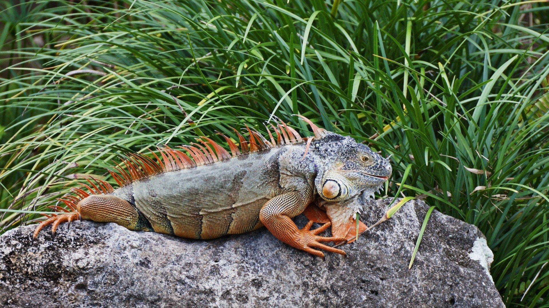 Iguana, 1920x1080, Desktop wallpapers, HD background, 1920x1080 Full HD Desktop