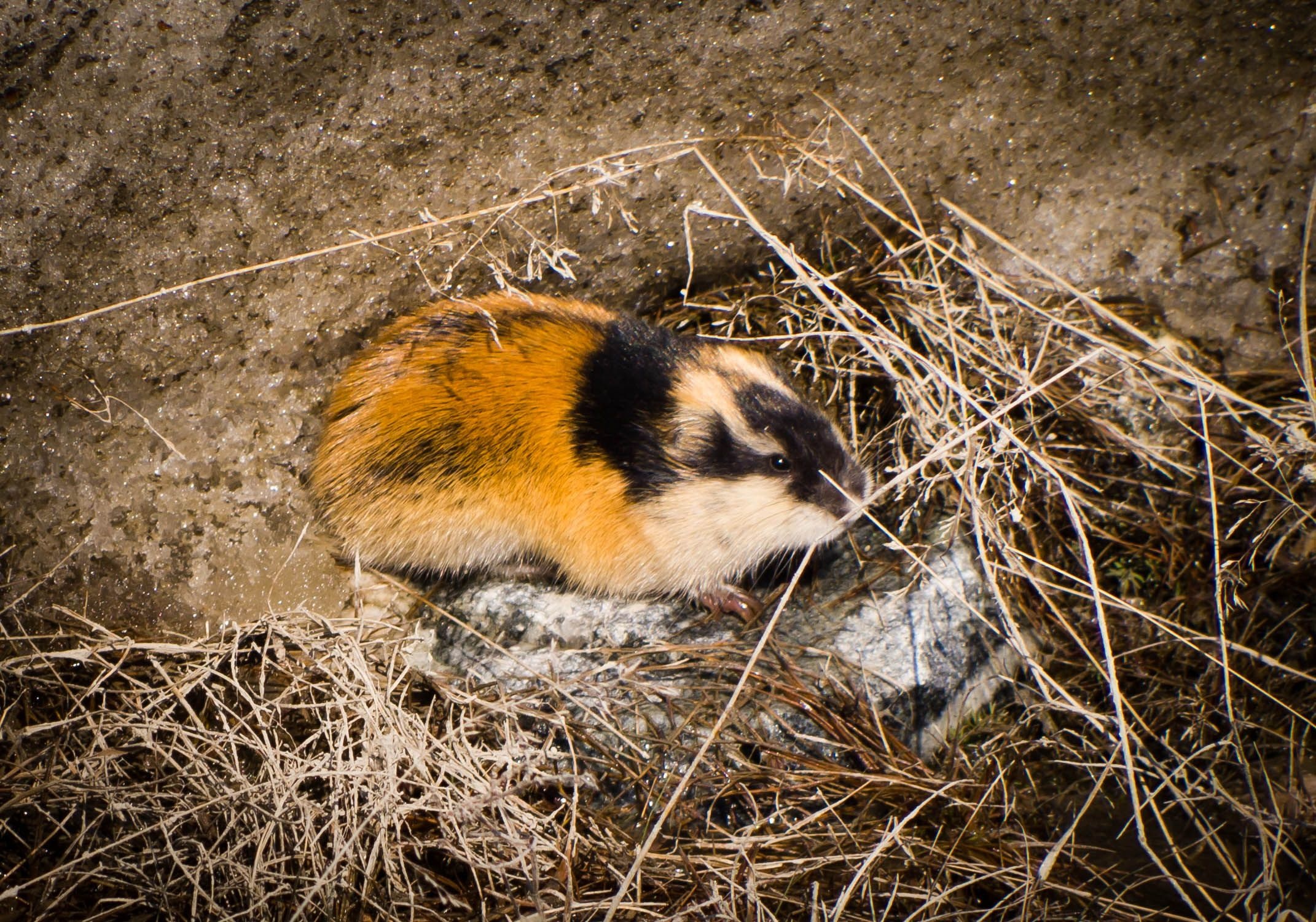 Lemming, Lemming ideas, Rodent creatures, Animal marvels, 2150x1500 HD Desktop