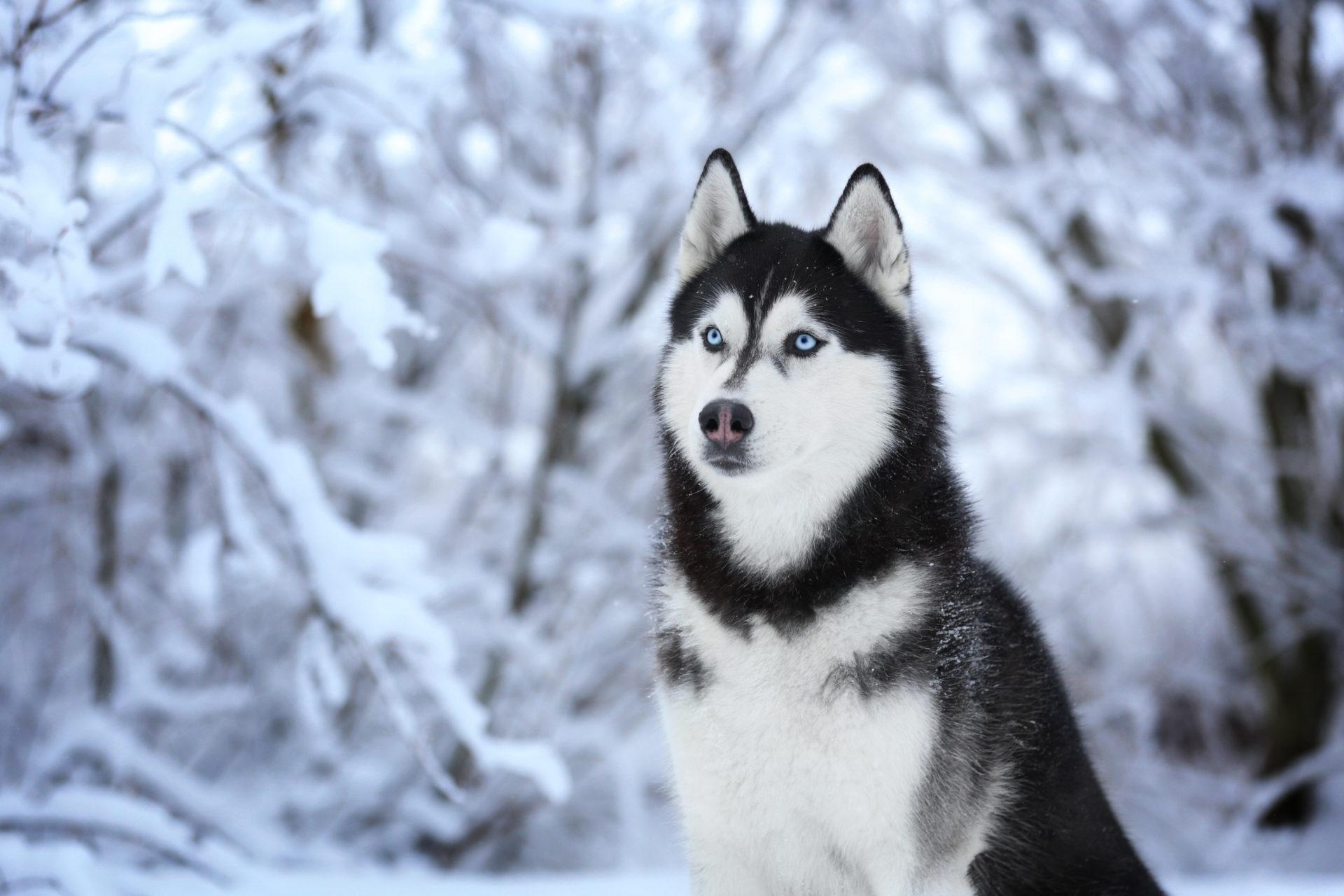 Cute husky wallpapers, Sweet and charming, Furry friends, Heart-melting cuteness, 1920x1280 HD Desktop