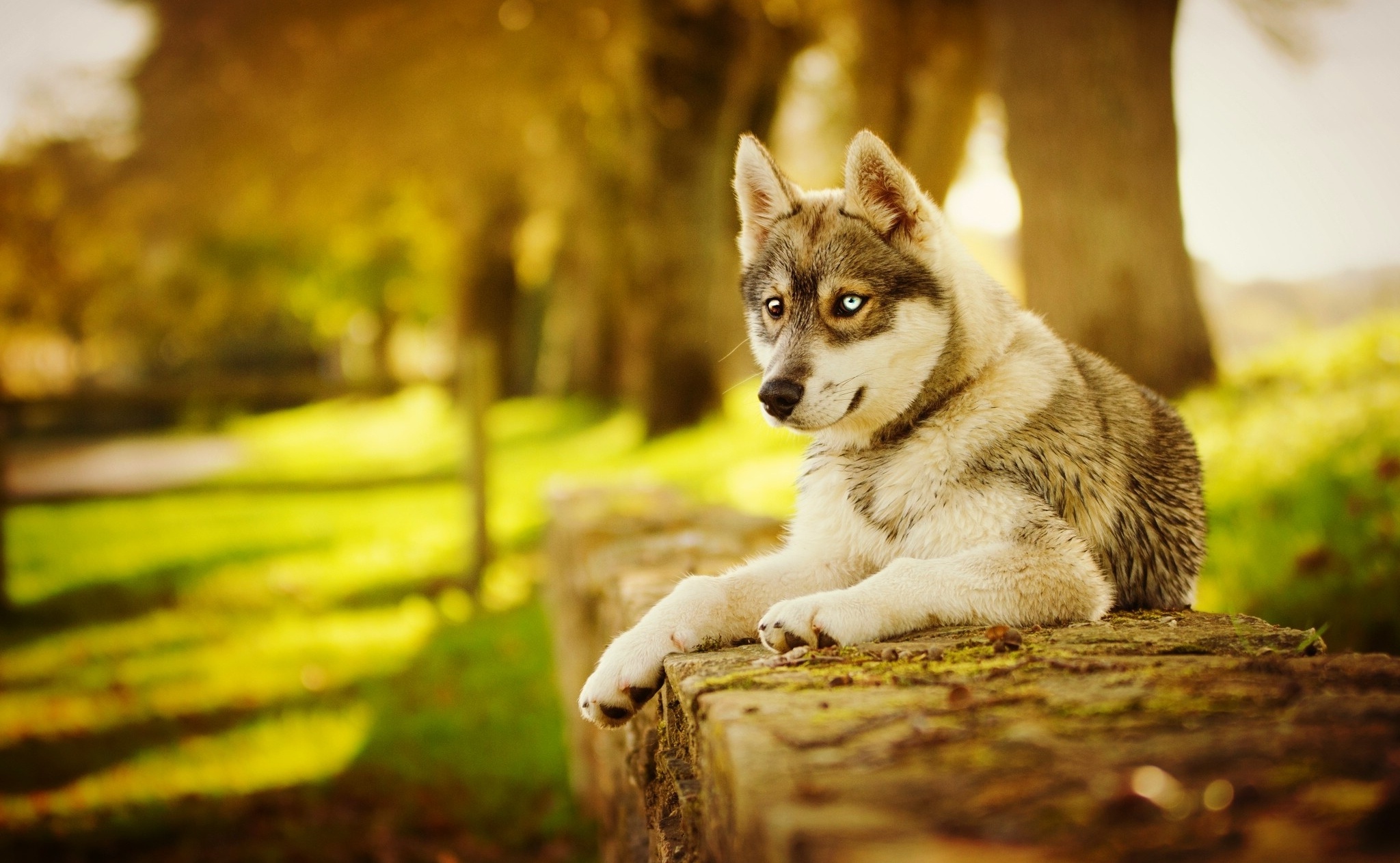 Husky dog wallpapers, Screensavers, 2050x1270 HD Desktop