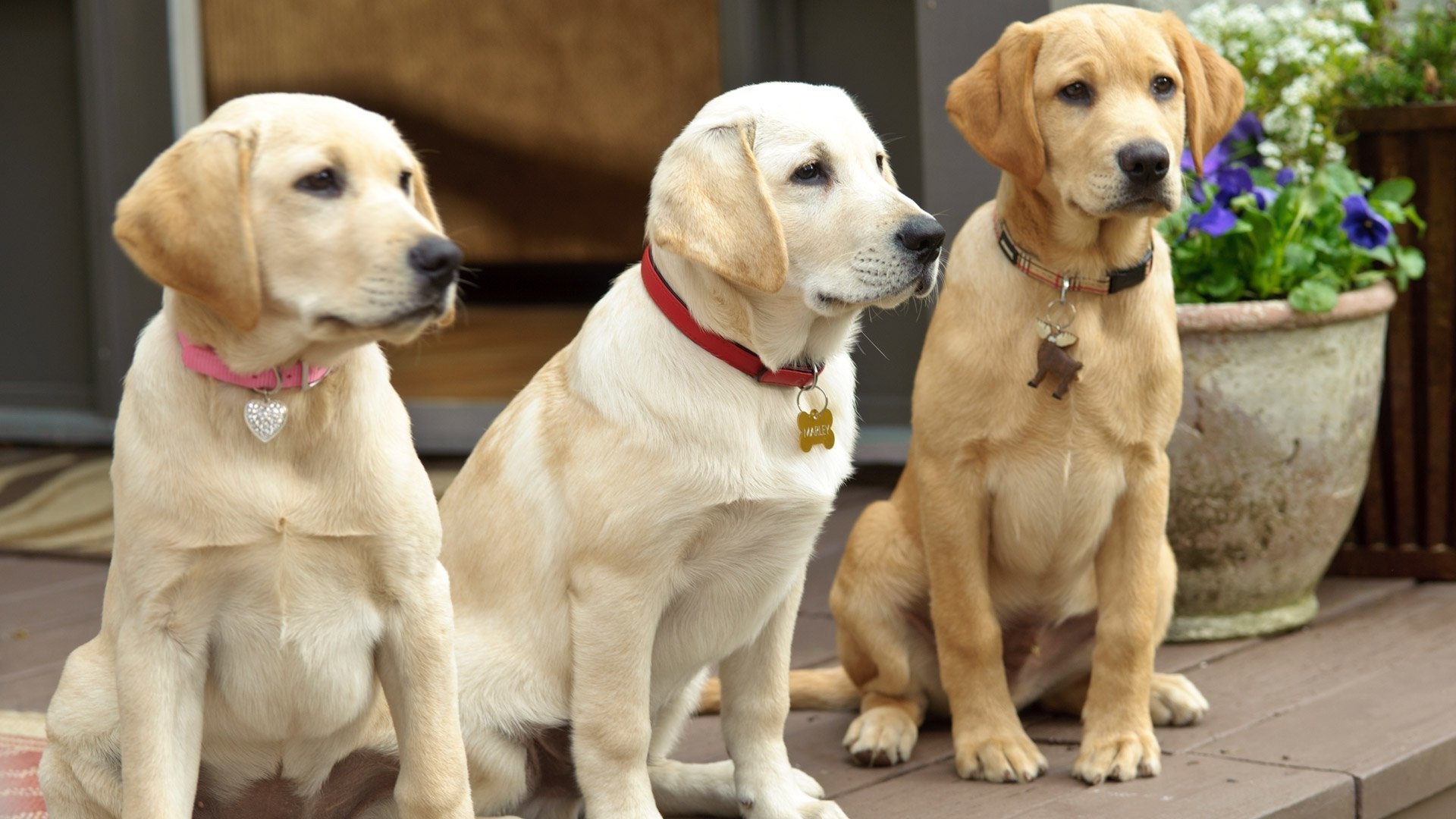 Marley and Me: The Puppy Years, Fun-filled adventure, Adorable puppies, Family-friendly, 1920x1080 Full HD Desktop