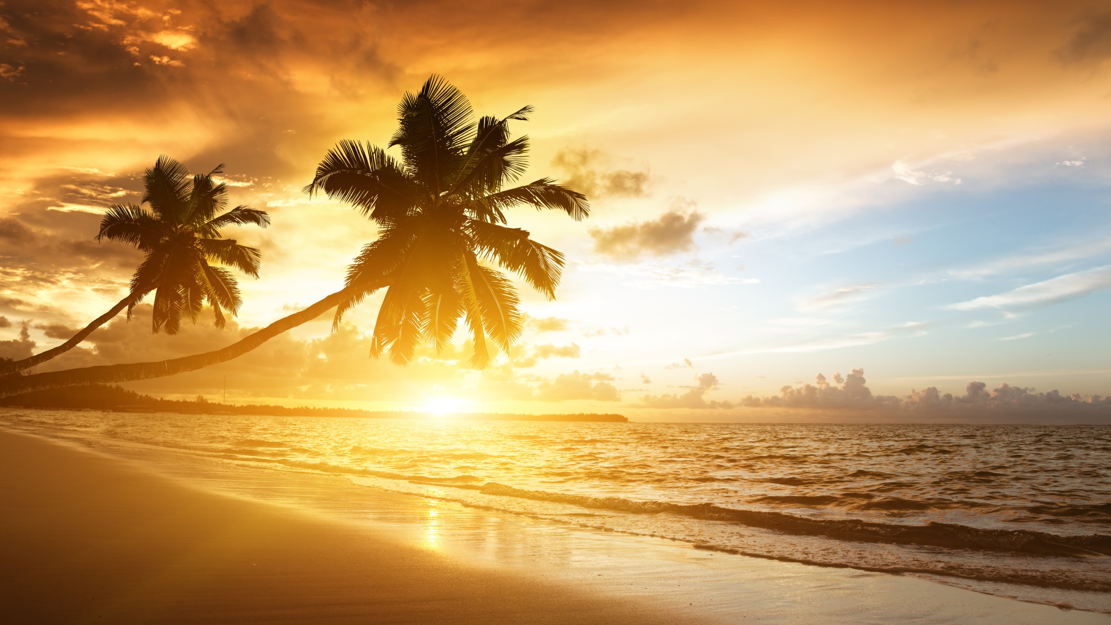 silhouetted coconut palm trees, tropical beach shoreline, golden ocean sunset, 4K Desktop wallpaper