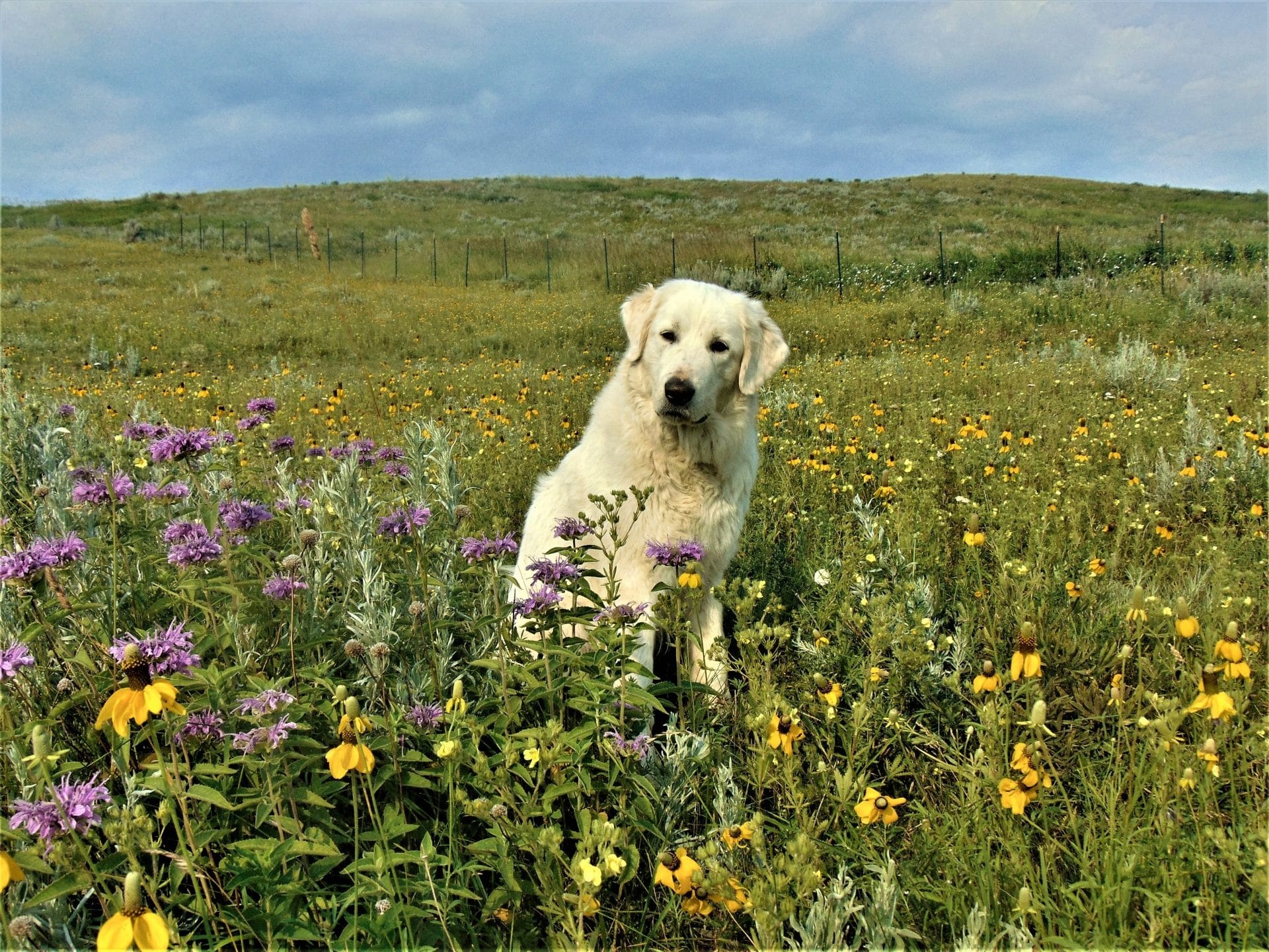 Akbash Dog, Livestock guardian, Farm protection, Livestock guardian dogs, 1920x1440 HD Desktop