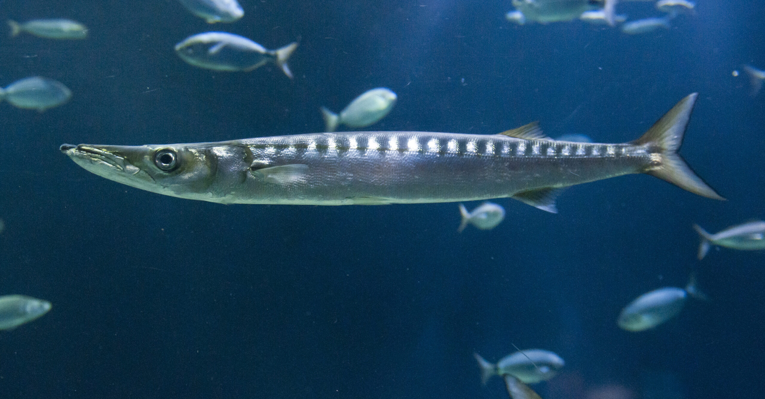 Mediterranean barracuda, Oceanogrfic de Valncia, Underwater paradise, Marine life, 2560x1340 HD Desktop