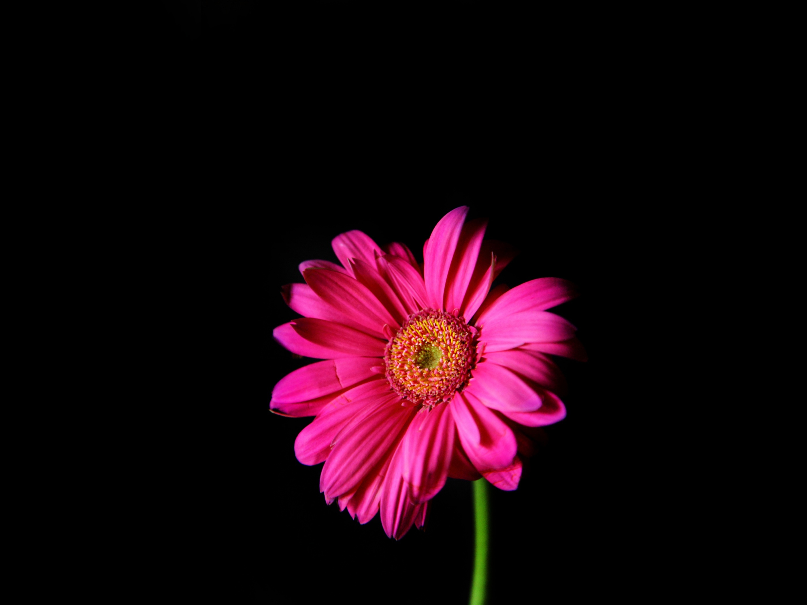 Gerbera daisy wallpaper, Floral bliss, Computer wallpaper, Nature's charm, 2800x2100 HD Desktop