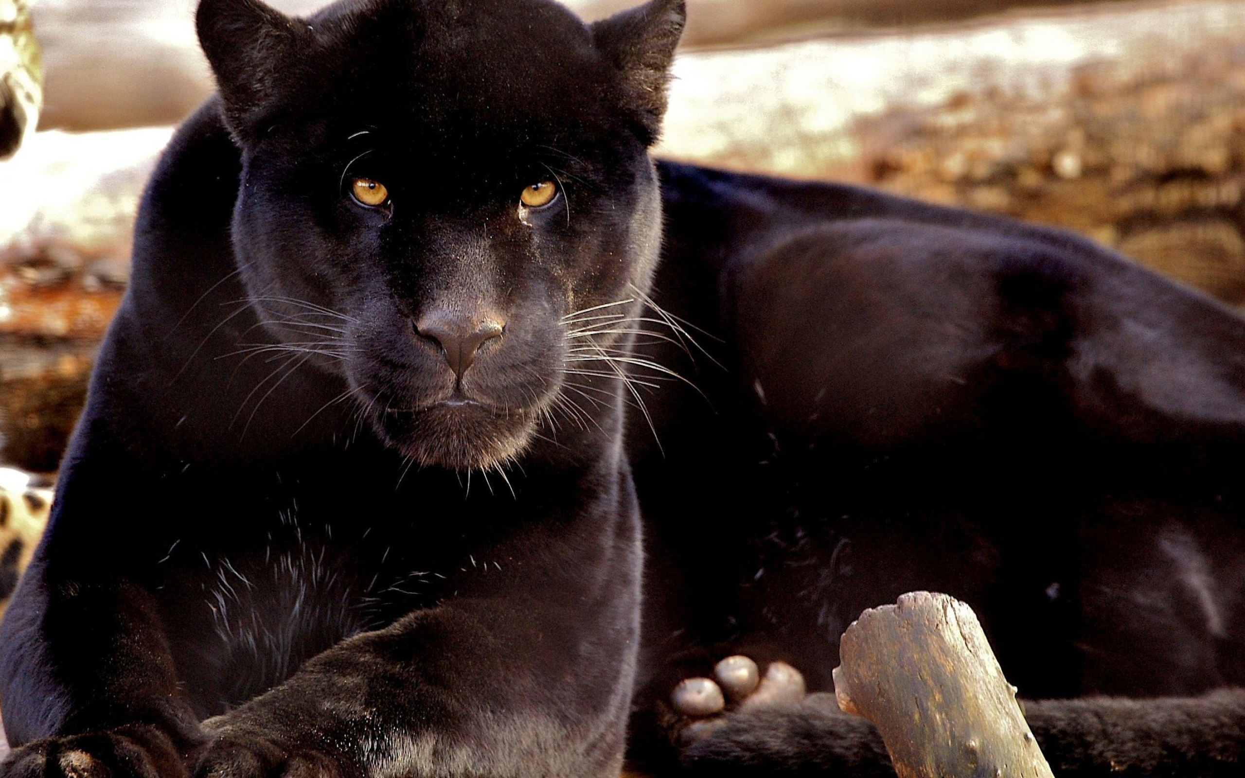 Free panther wallpapers, Majestic black panthers, Wild cat beauty, Stunning feline, 2560x1600 HD Desktop